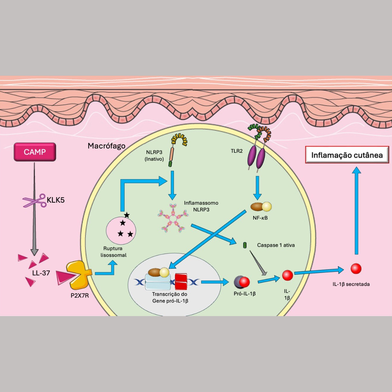 Rosacea: pathophysiology and therapeutics