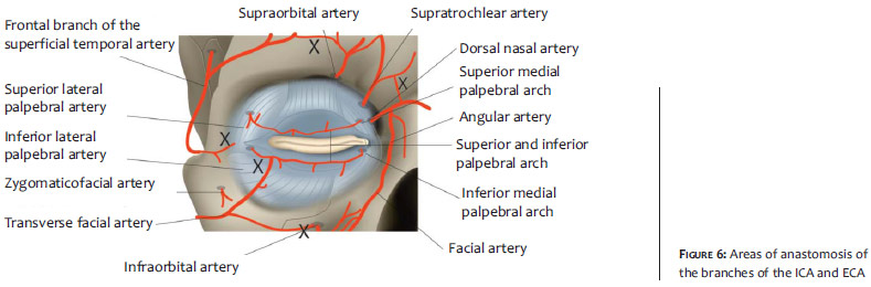 Periorbital Anatomy Periorbital Anatomy