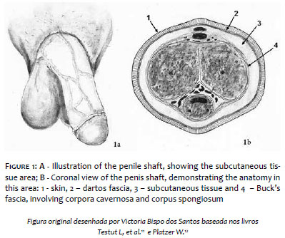 Shaft Of Penis